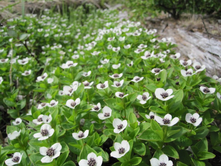 Дерен канадский Cornus suecica