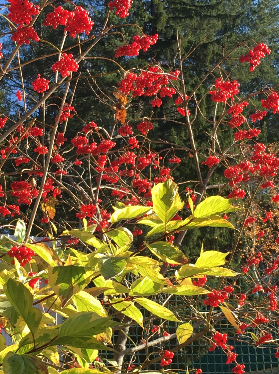 Дерен Cornus canadensis