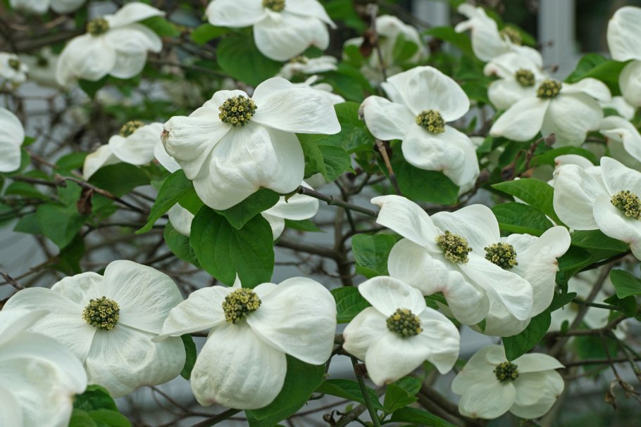 Cornus suecica дерен шведский