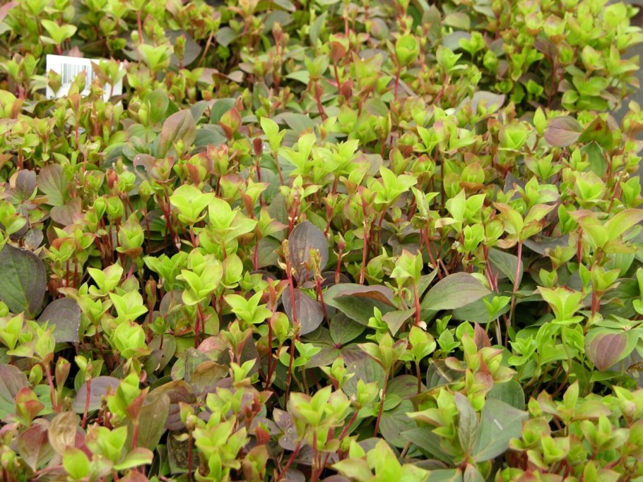 Cornus canadensis дерен канадский