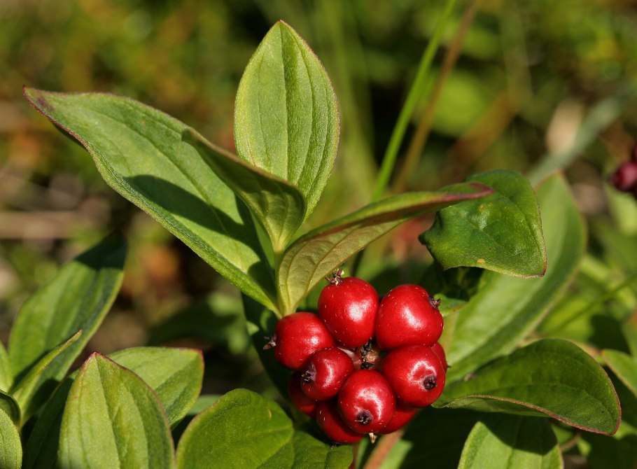 Дерен Коуза / Cornus Kousa
