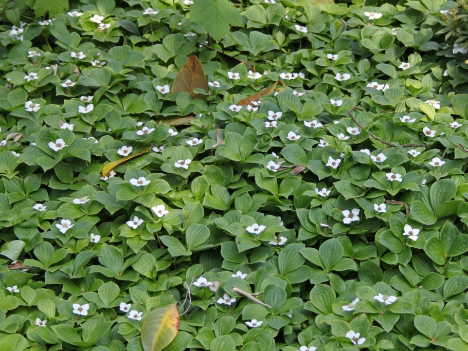 Дерен Cornus canadensis