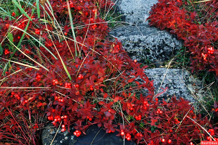 Шведский дерен ягода