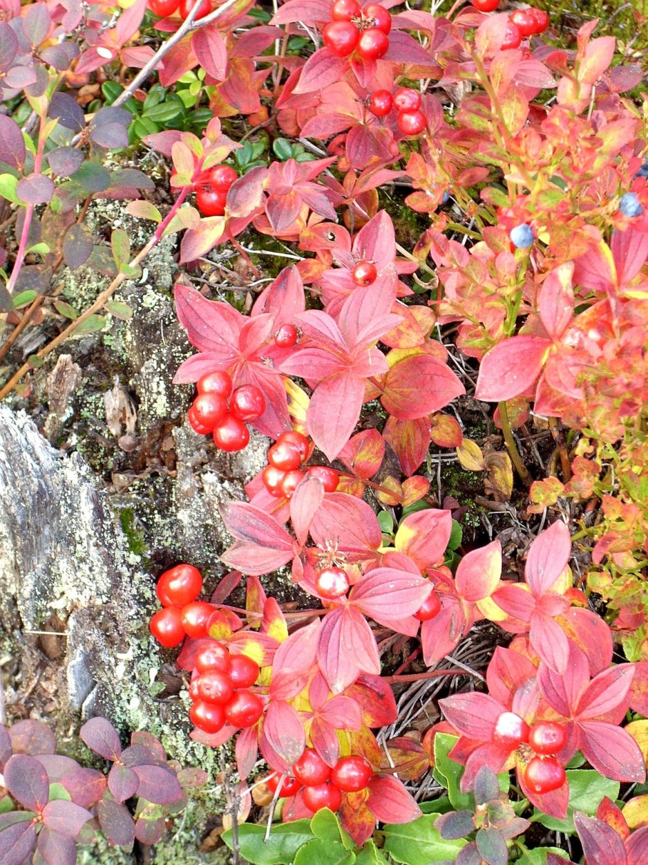 Дерен шведский