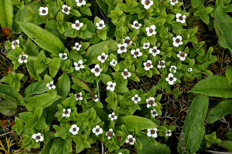 Дерен канадский стелющийся Cornus canadensis
