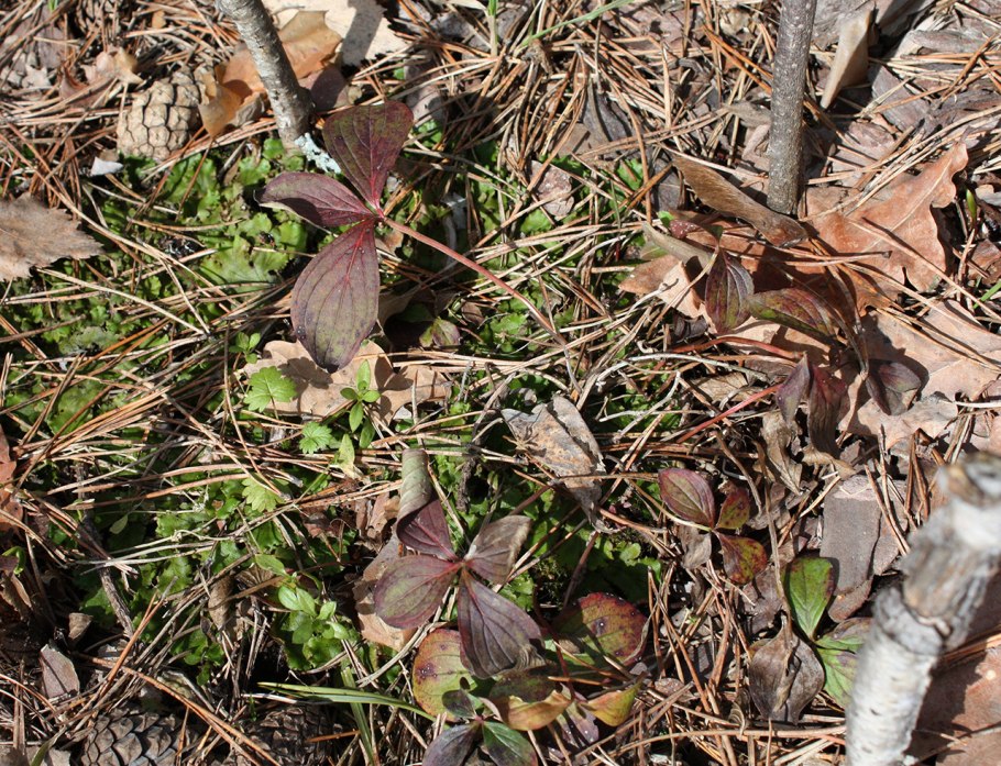 Дерен обыкновенный фото