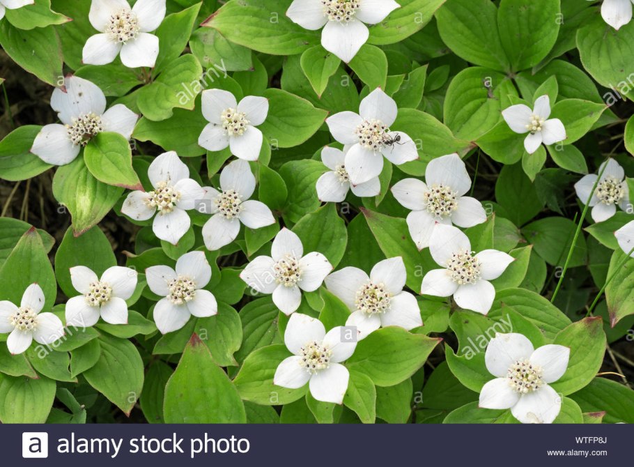 Cornus canadensis дерен канадский