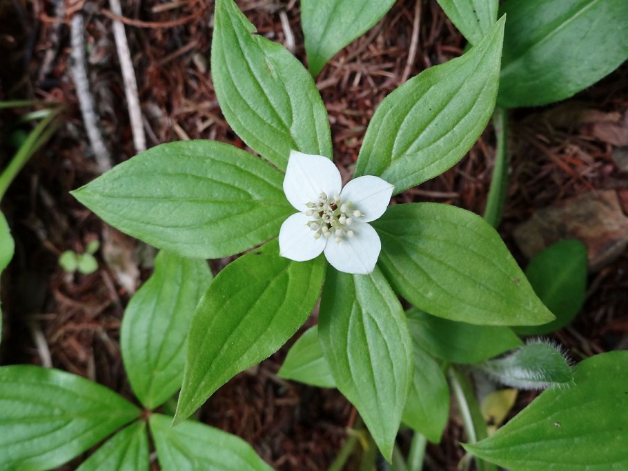 Cornus canadensis дерен канадский