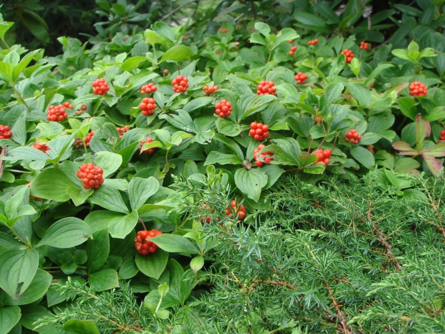 Дерен канадский ягоды