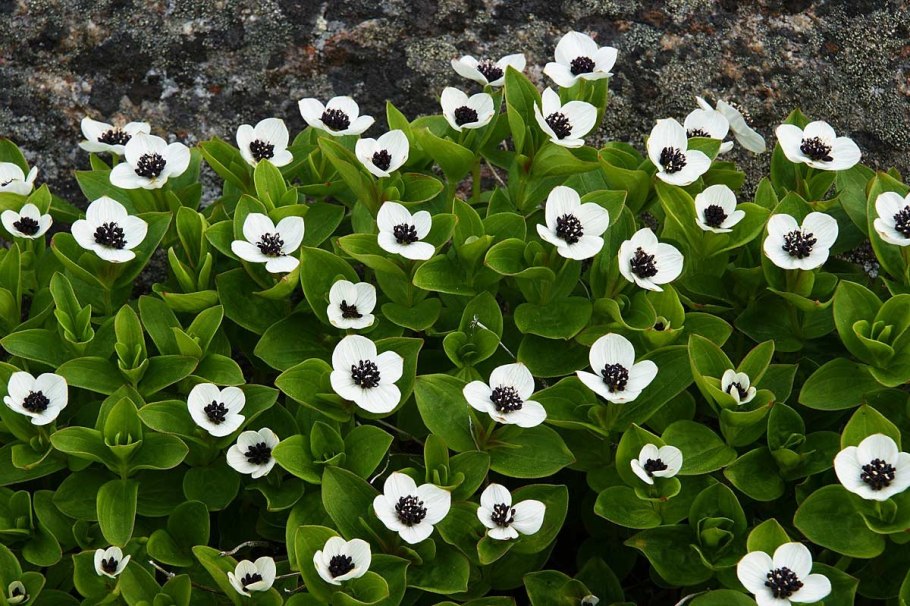 Cornus suecica дерен шведский