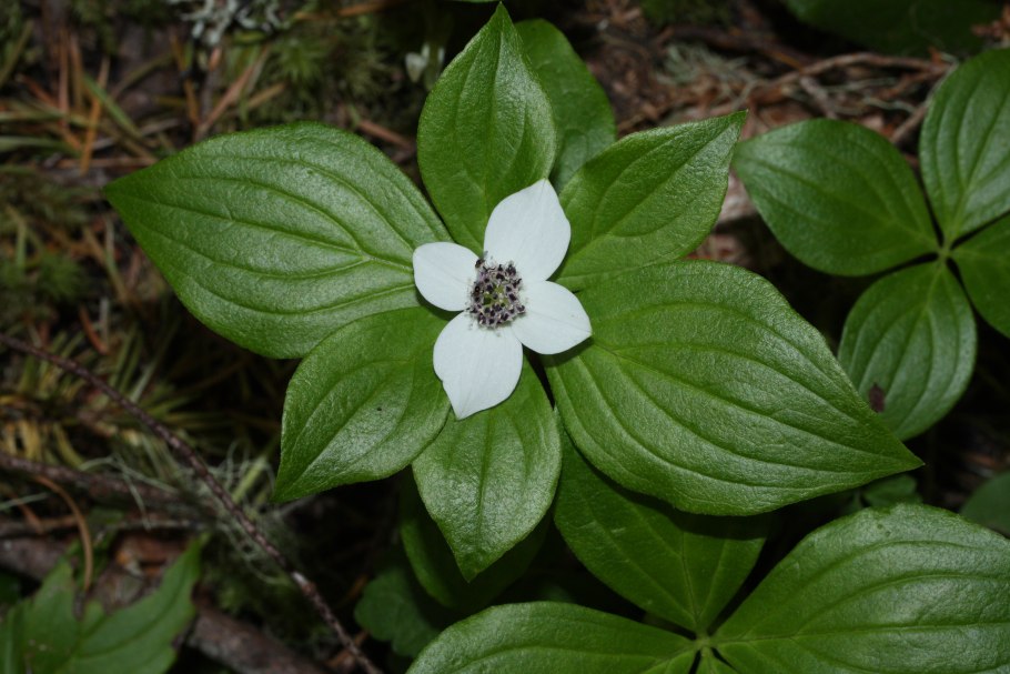 Дерен Луговой