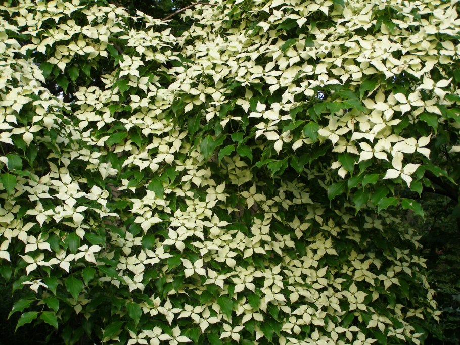 Cornus canadensis