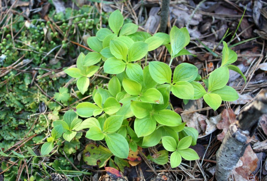 Дерен Cornus canadensis