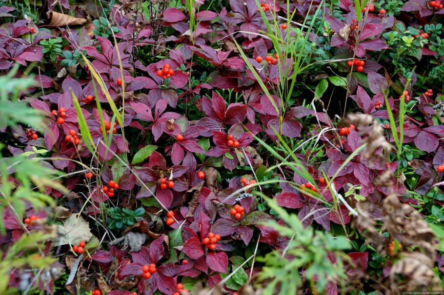 Ягоды Сахалина костяника