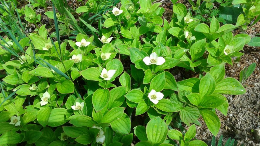 Дёрен канадский стелющийся