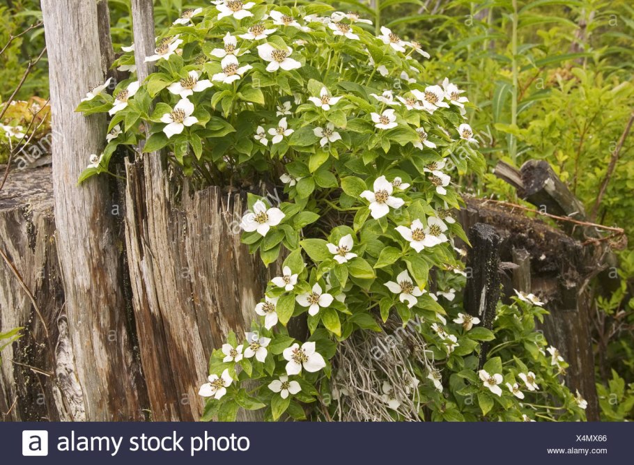 Дерен канадский/canadensis
