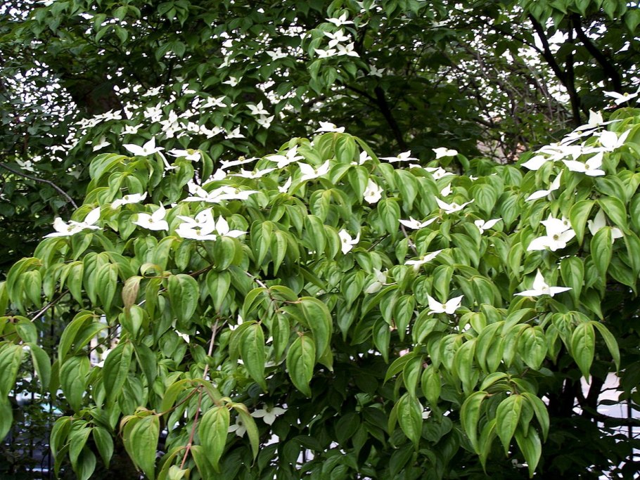 Дерен канадский v2 Lav