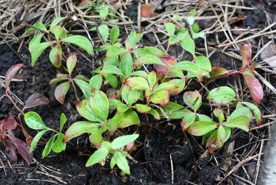 Дерен канадский Лесной