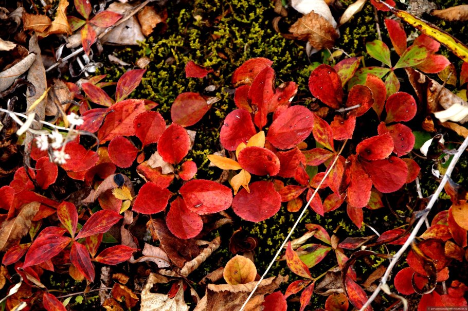 Дерен канадский Cornus suecica