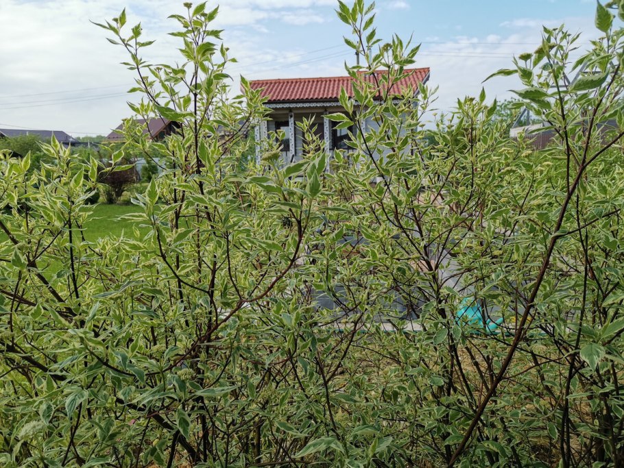 Кизил канадский