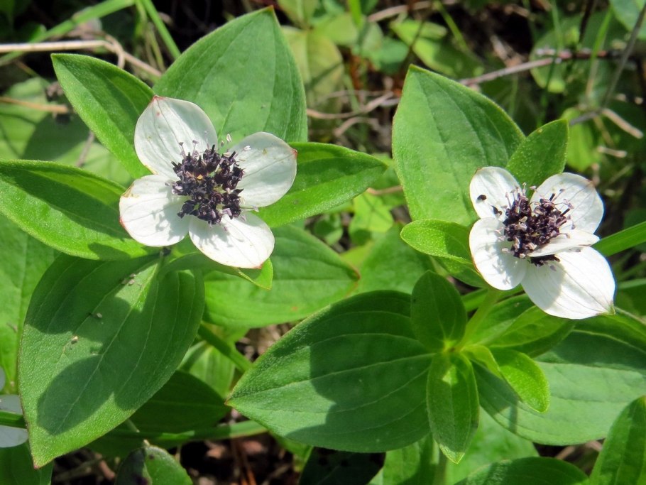 Канадский дерен кустарник