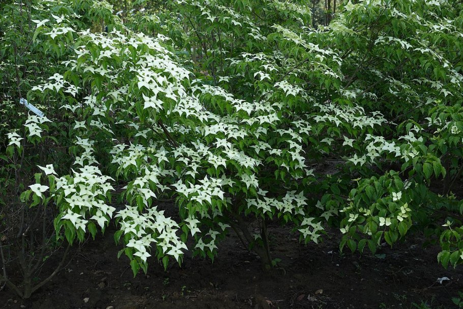 Cornus suecica дерен шведский