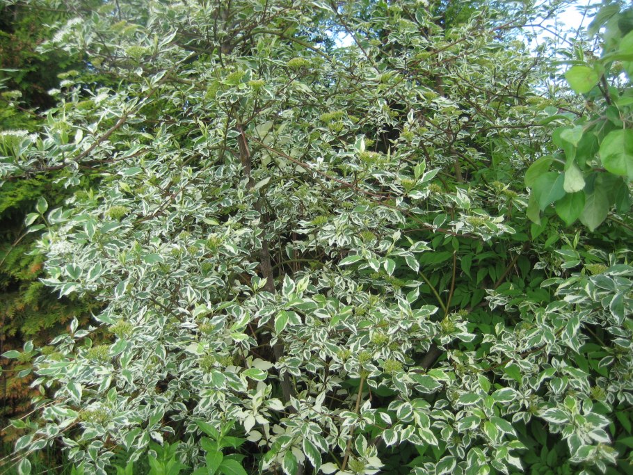 Дерен Бретшнейдера