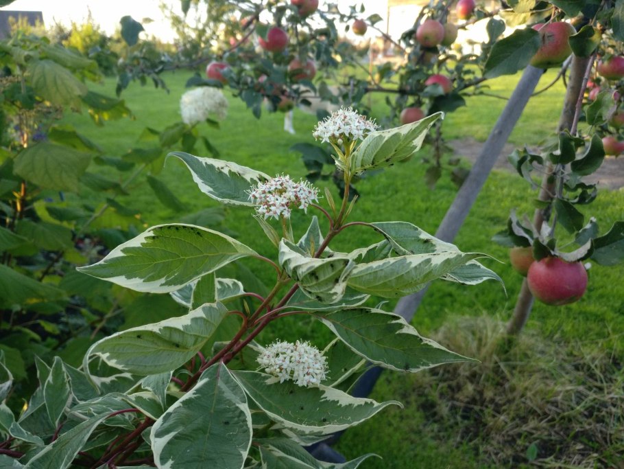 Кизил канадский