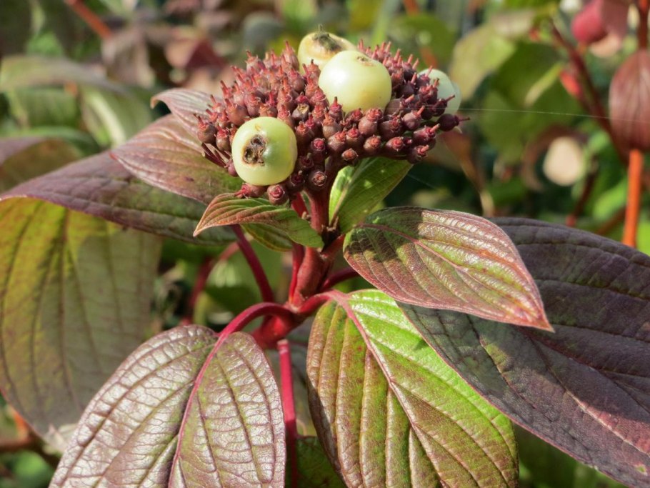 Дерен корнус альба кессельринги