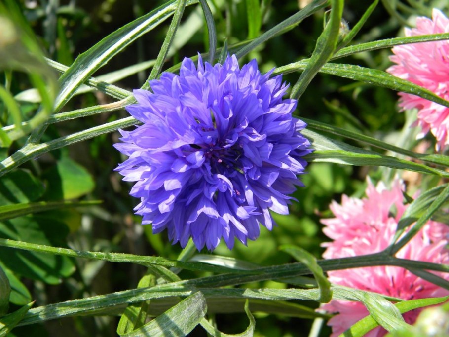 Василек белый многолетник