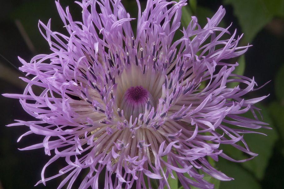 Centaurea Americana
