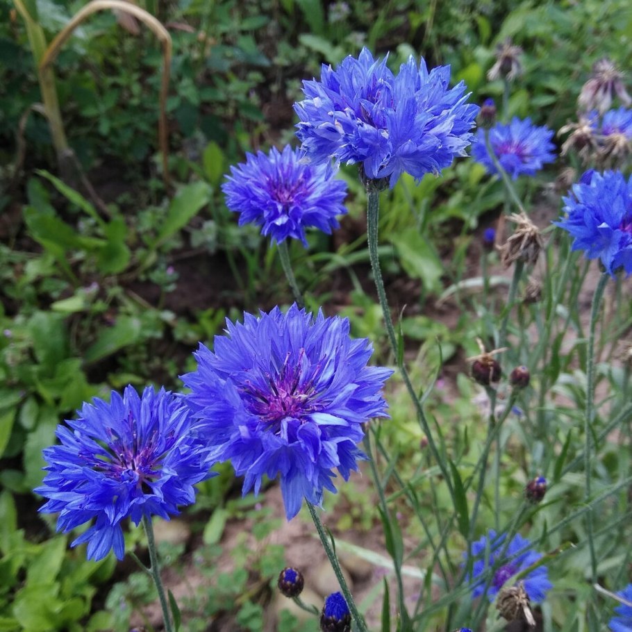 Василек однолетний