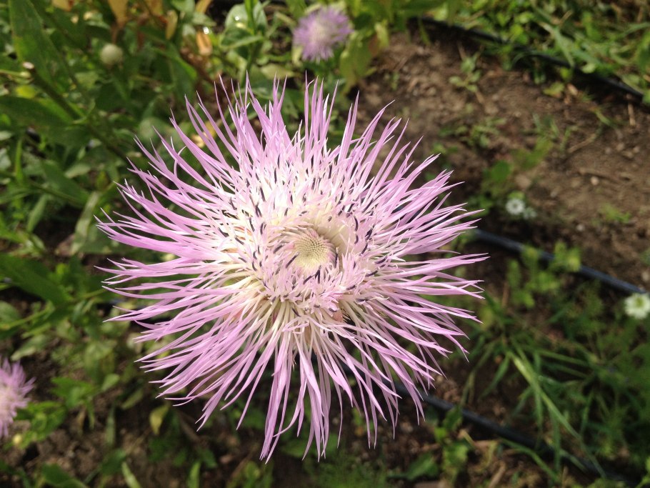 Centaurea Americana”Aloha Blanca”