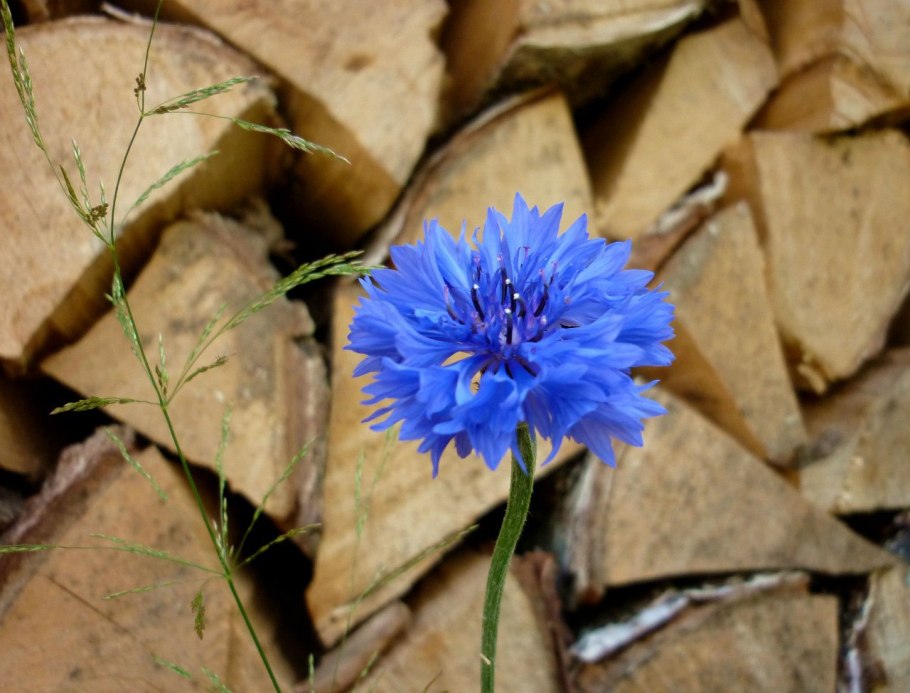 Василек крупноголовый синий