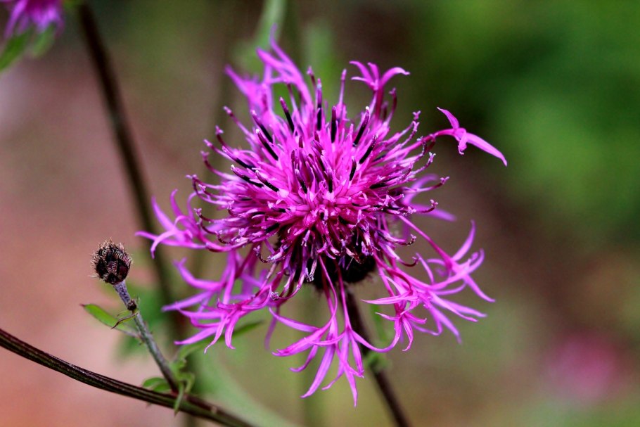 Василек 'pulchra Major'