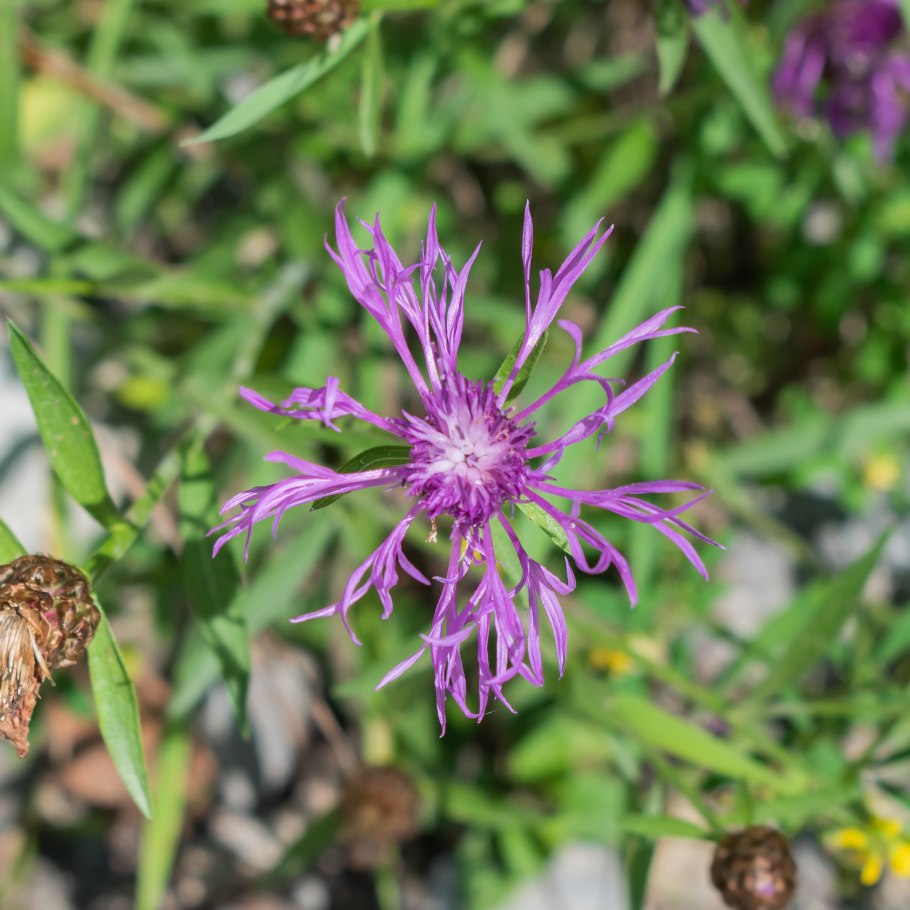 Василёк фригийский