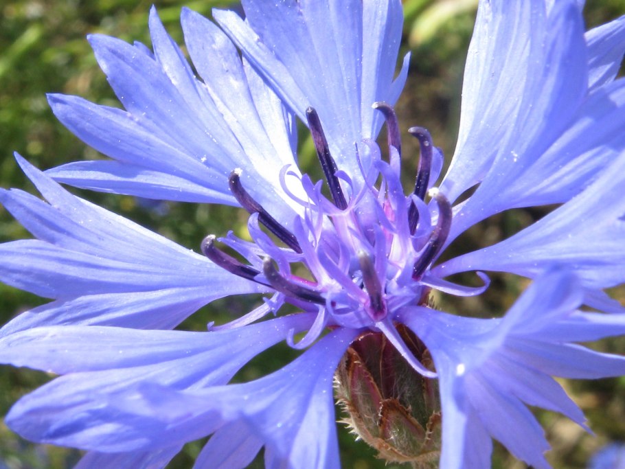 Центаурея macrocephalus Василек