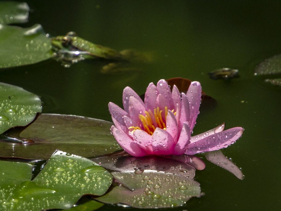 Нимфея Чатрат