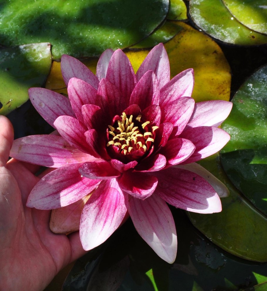 Кувшинки для пруда купить