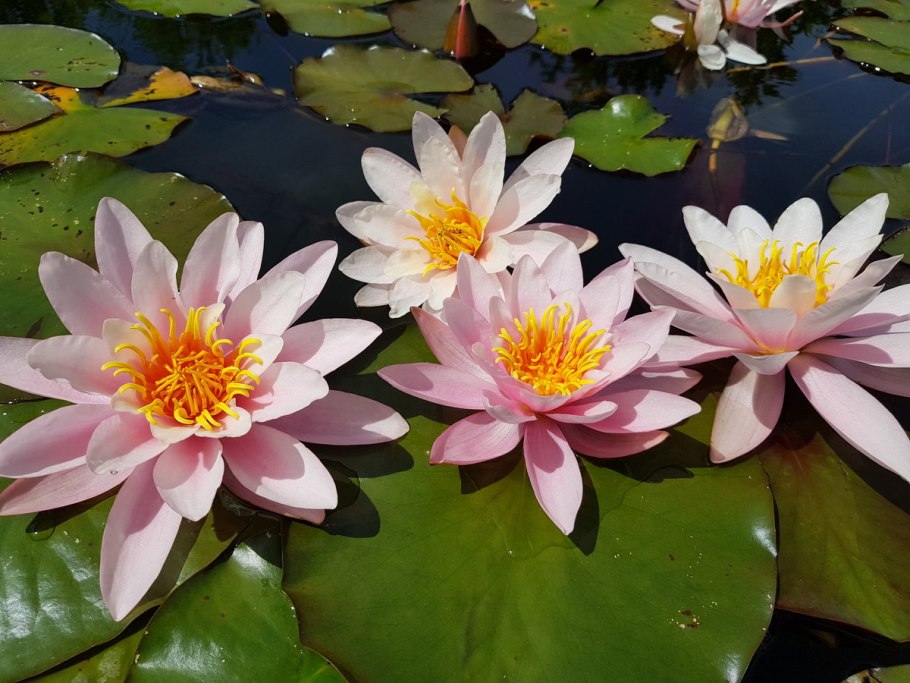 Нимфея Rose Arey