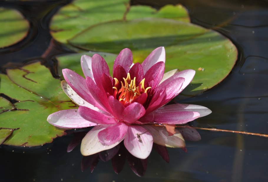 Нимфея красная цветы