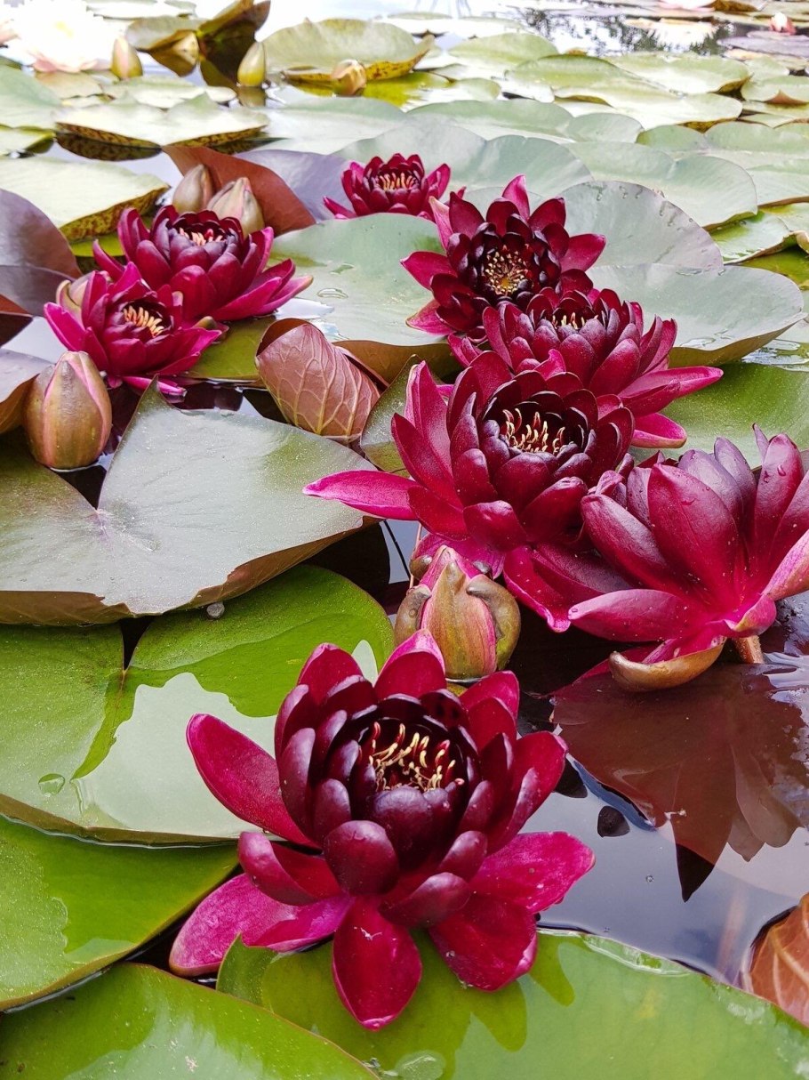 Нимфея черная принцесса