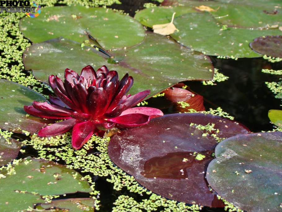 Нимфея Razzberry