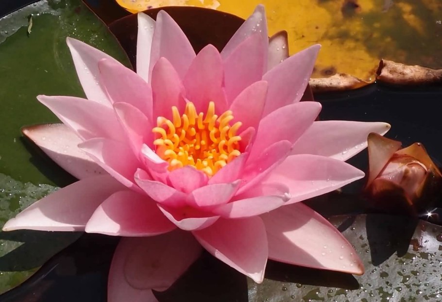 Нимфея Мангкала УБОЛ