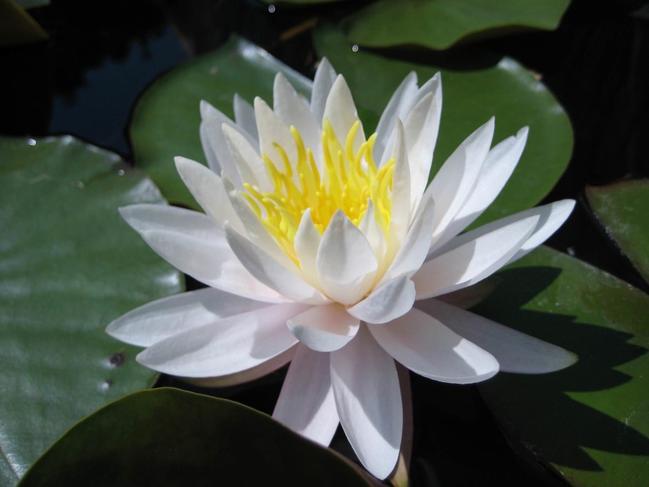 Нимфея Пинк грейпфрут фото