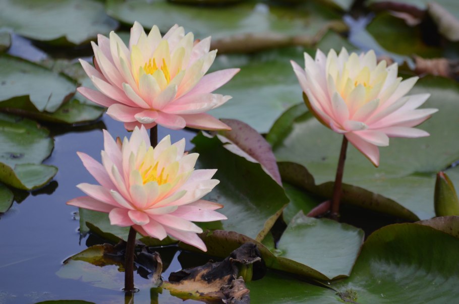 Нимфея блашинг