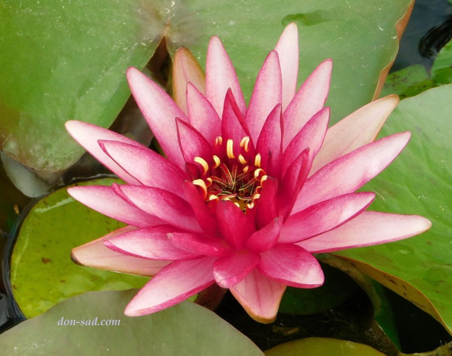 Водяная Лилия/Nymphaea