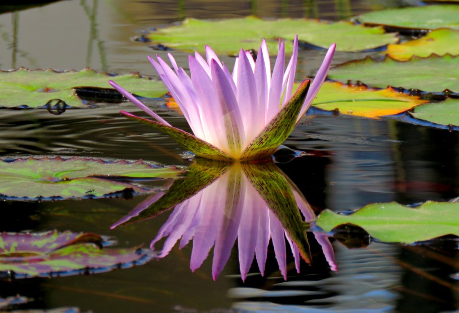 Розовая кувшинка нимфа