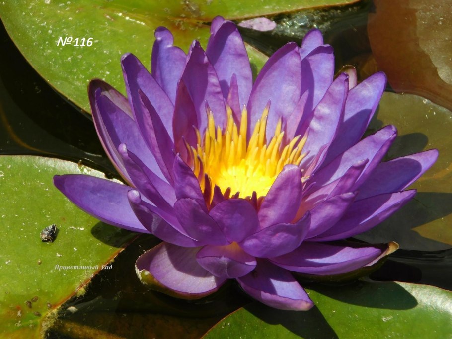 Нимфея violicious