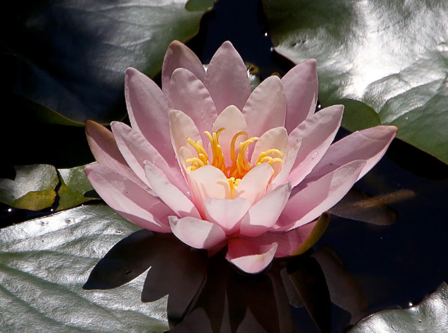 Нимфея Мангкала УБОЛ